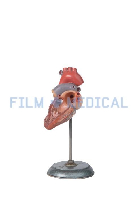 Heart Model on Stand